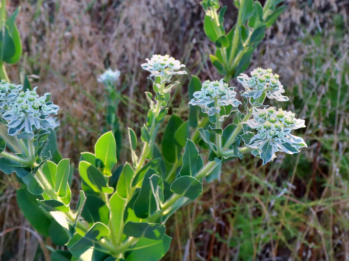 Wildflowers in the grass by Horseshoe RV Park, Ranger — representative imagery, not a specific Horseshoe RV Park photo